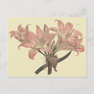 Illustration der rosa Belladonna-Lilie Postkarte
