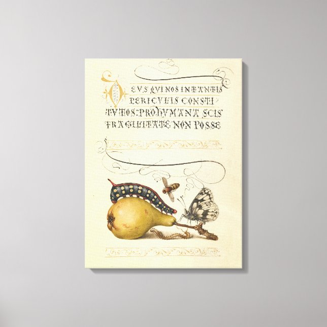 Illustration der Schmetterlingsbeere Leinwanddruck (Vorderseite)