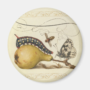 Illustration der Schmetterlingsbeere Magnet