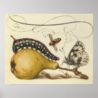 Illustration der Schmetterlingsbeere