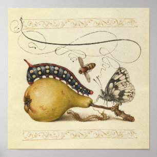 Illustration der Schmetterlingsbeere Poster