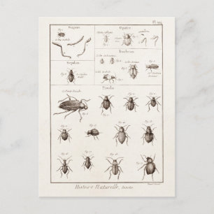 Illustration der Vintagen 1800er Insekten-Bug-Käfe Postkarte