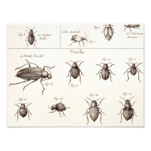 Illustration der Vintagen 1800er Insekten-Bugs-Käf Fotodruck