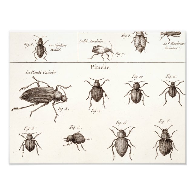 Illustration der Vintagen 1800er Insekten-Bugs-Käf Fotodruck (Vorne)