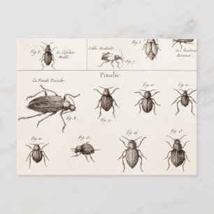 Illustration der Vintagen 1800er Insekten-Bugs-Käf Postkarte