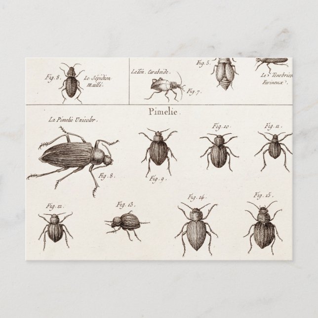 Illustration der Vintagen 1800er Insekten-Bugs-Käf Postkarte (Vorderseite)