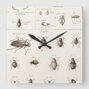 Illustration der Vintagen 1800er Insekten-Bugs-Käf Quadratische Wanduhr