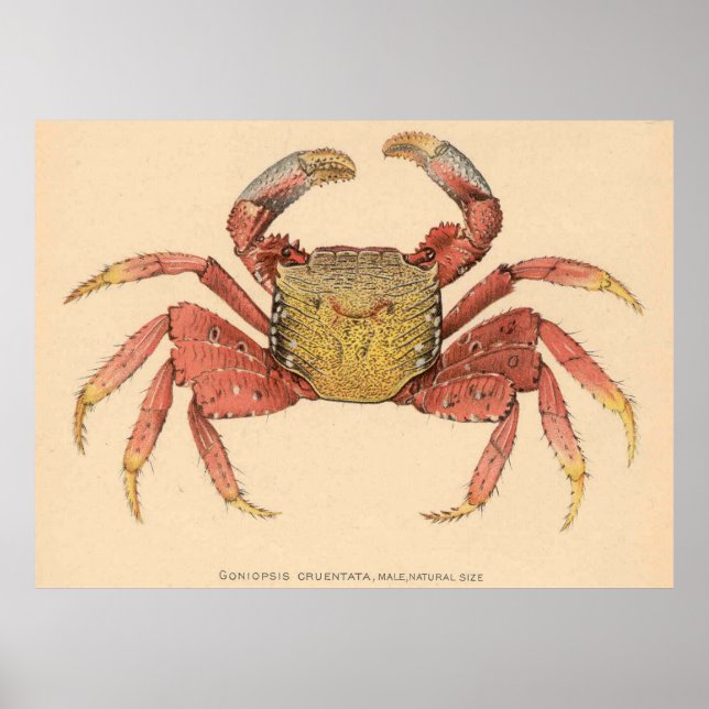 Illustration der Vintagen Mangroven-Wurzelkrebse ( Poster (Vorne)