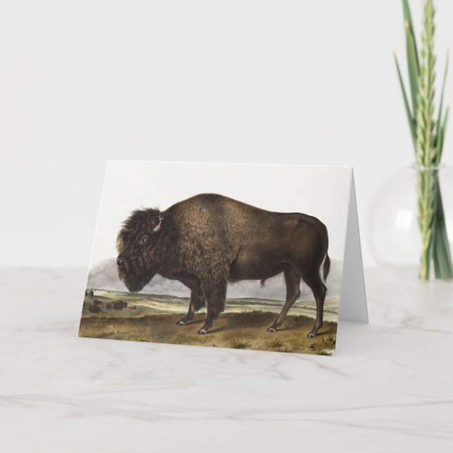 Illustration des amerikanischen Bison (Bos America Karte (Vorderseite)