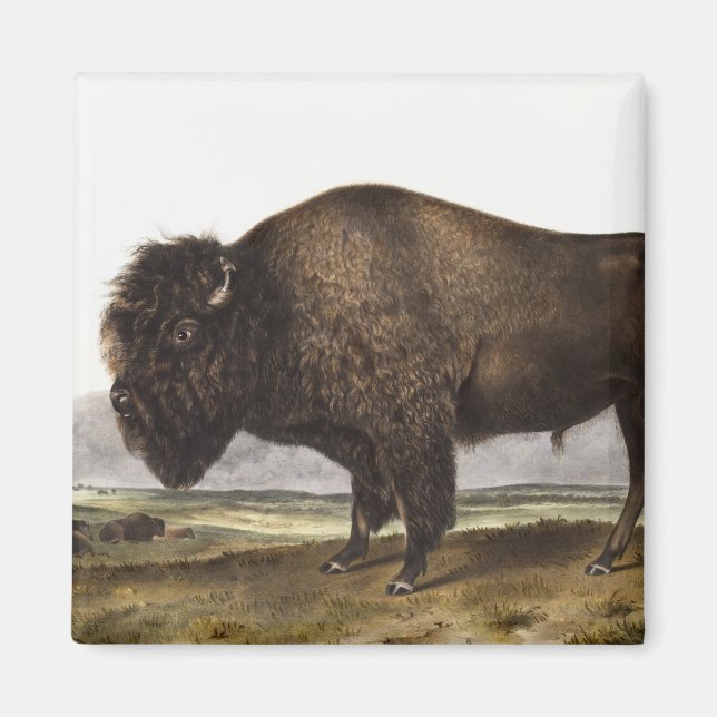 Illustration des amerikanischen Bison (Bos America Magnet (Vorne)