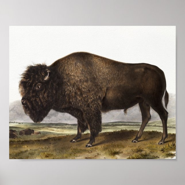 Illustration des amerikanischen Bison (Bos America Poster (Vorne)