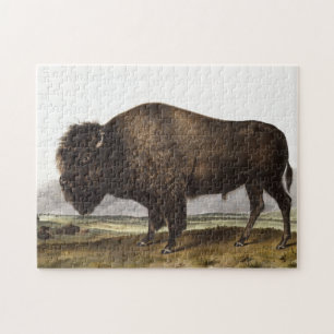 Illustration des amerikanischen Bison (Bos America Puzzle