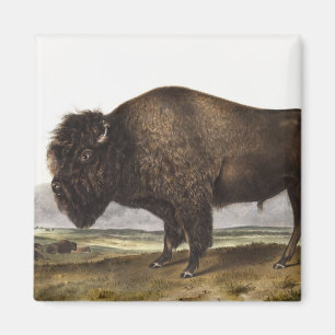 Illustration des Amerikanischen Bisons (Bos Americ Magnet