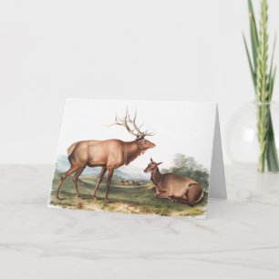 Illustration des amerikanischen Elchs (Cervus Cana Karte