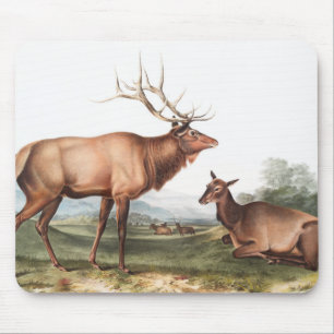 Illustration des amerikanischen Elchs (Cervus Cana Mousepad