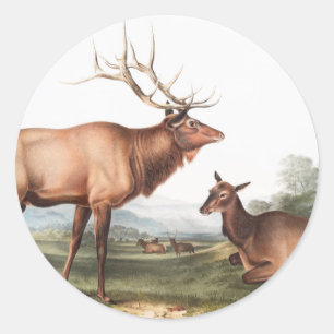 Illustration des amerikanischen Elchs (Cervus Cana Runder Aufkleber