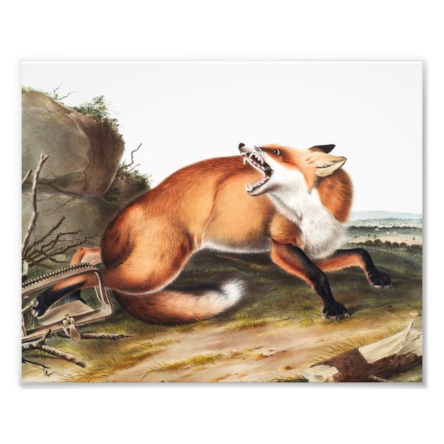 Illustration des Amerikanischen Rotfuchs (Vulpes F Fotodruck (Vorne)