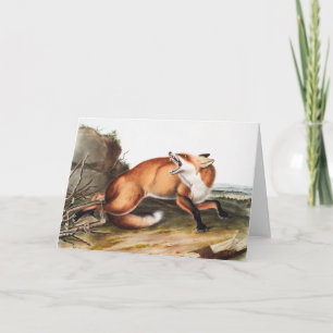 Illustration des Amerikanischen Rotfuchs (Vulpes F Karte