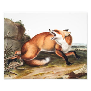 Illustration des Amerikanischen Rotfuchses (Vulpes Fotodruck