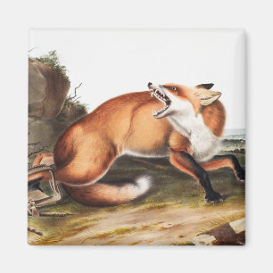 Illustration des Amerikanischen Rotfuchses (Vulpes Magnet