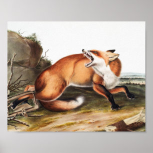 Illustration des Amerikanischen Rotfuchses (Vulpes Poster