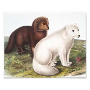 Illustration des Arktischen Foxes (Vulpes lagopus) Fotodruck