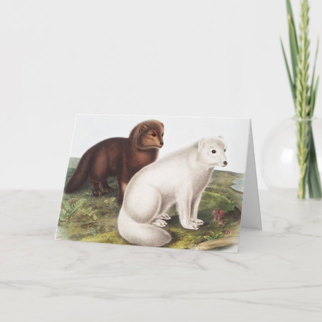 Illustration des Arktischen Foxes (Vulpes lagopus) Karte (Vorderseite)