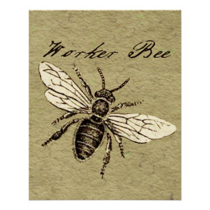 Illustration des Bieneninsekts Poster