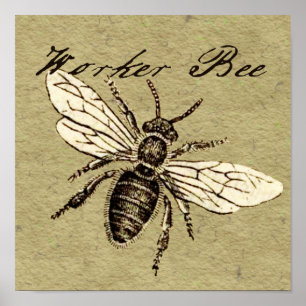Illustration des Bieneninsekts Poster