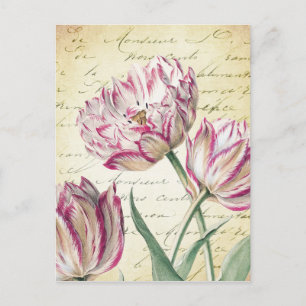 Illustration des botanischen Rosa und des weißen T Postkarte