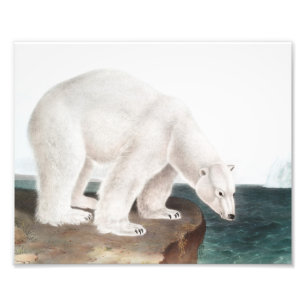 Illustration des Eisbären (Ursus maritimus) Fotodruck
