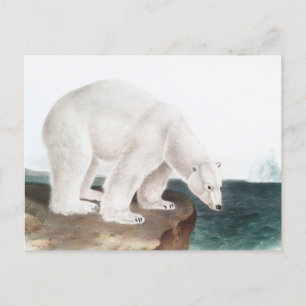 Illustration des Eisbären (Ursus maritimus) Postkarte