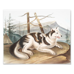 Illustration des Hare-Indian-Hundes (Canis familia Fotodruck