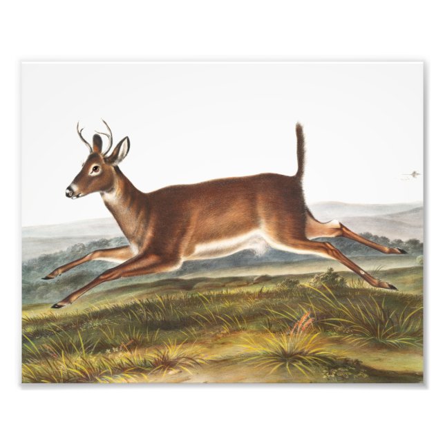 Illustration des Hirns (Cervus leucurus) Fotodruck (Vorne)