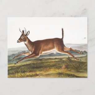 Illustration des Hirns (Cervus leucurus) Postkarte