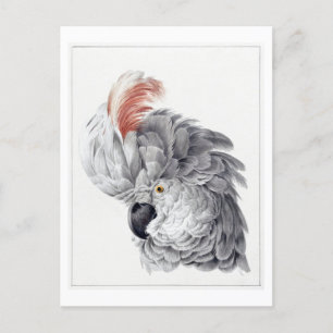 Illustration des Kopfes eines weißen Kakadus Vinta Postkarte