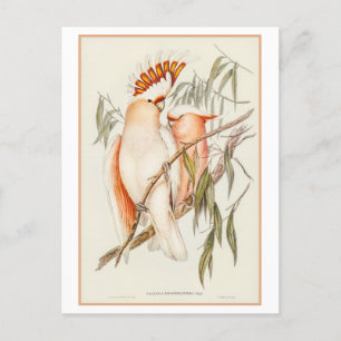 Illustration des Leadbeater-Kakadus von Gould Postkarte