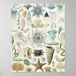 Illustration des marinen Lebens im Vintage-Stil Poster