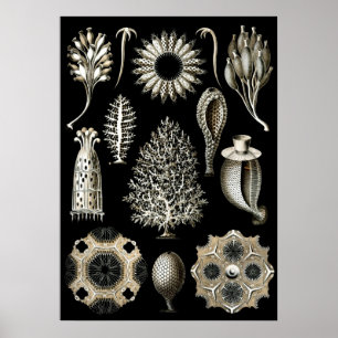 Illustration des marinen Lebens im Vintage-Stil Poster