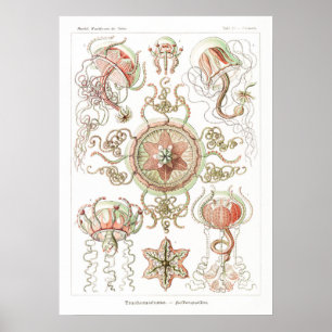 Illustration des marinen Lebens im Vintage-Stil Poster