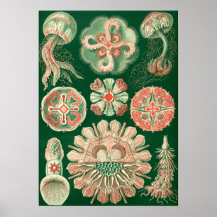 Illustration des marinen Lebens im Vintage-Stil Poster