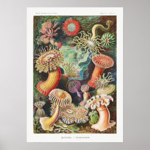 Illustration des marinen Lebens im Vintage-Stil Poster
