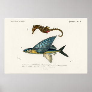 Illustration des marinen Lebens im Vintage-Stil Poster