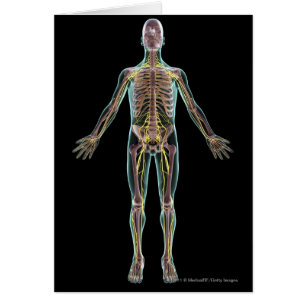 Illustration des Nervensystems