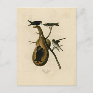 Illustration des Purpur-Schwalbe Postkarte