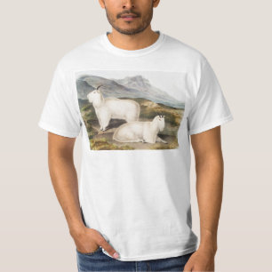 Illustration des Rocky-Mountain-Schneebocks (Capra T-Shirt
