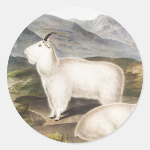 Illustration des Rocky-Mountain-Ziegen (Capra Amer Runder Aufkleber