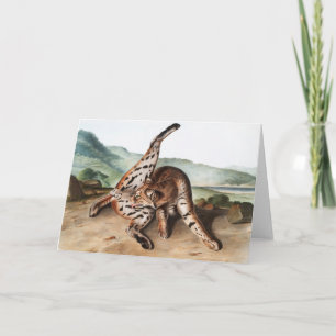 Illustration des Texan Lynx (Lynx rufus var macula Karte