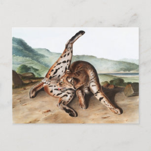Illustration des Texan Lynx (Lynx rufus var macula Postkarte