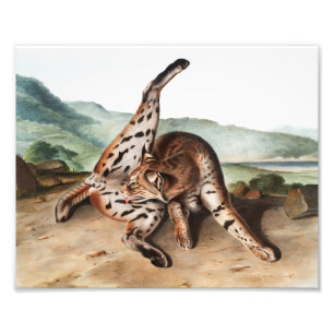 Illustration des Texas-Luchses (Lynx rufus var mac Fotodruck